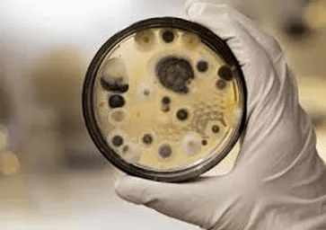 Consultation Services Mold Testing San Diego